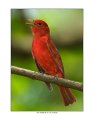121 summer tanager